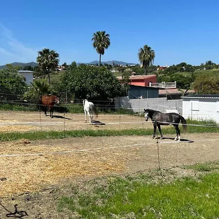 Les Chevaux De Coeur